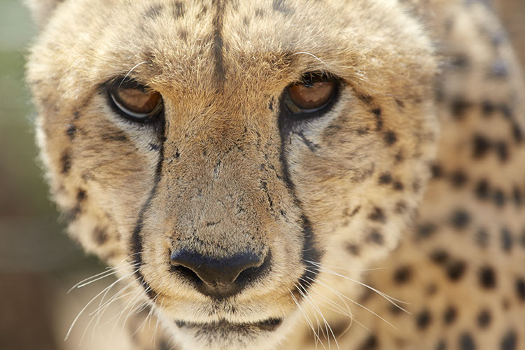 %_tempFileNameCheetahs%20eyes%