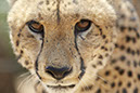 %_tempFileNameCheetahs%20eyes%